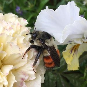 Meet your Posher, Sophie